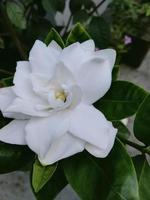 gardenia, vacker blomma, tapeter foto