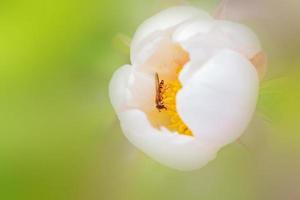 skogsblomma med en insekt foto