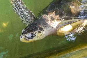 grön havssköldpadda Hawksbill havssköldpadda havssköldpadda simmar. foto