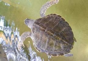 grön havssköldpadda Hawksbill havssköldpadda havssköldpadda simmar. foto