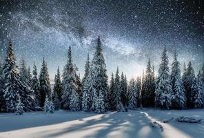 majestätisk utsikt över skog med granar och kosmos med många stjärnor foto