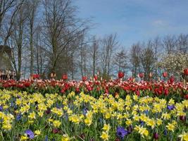 tulpaner i Nederländerna foto