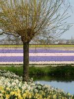blommor i holland foto