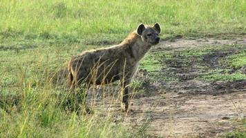 fläckig hyena foto