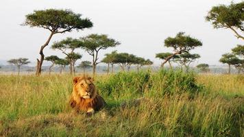lejon - savanne, masai mara nationalreservat, kenya
