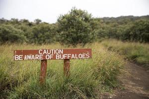 vara medveten om buffelens tecken