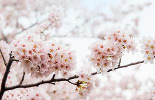 körsbärsblomning med mjukt fokus, sakura säsong i korea foto