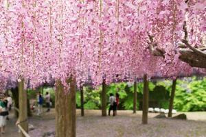 wisteria tunnel, den fantastiska världen full av blommor av blåsor