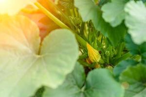 närbild av zucchini frukt, växter och blommor odlas i ett ekologiskt fält foto