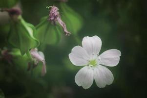 närbild bild av torra blommor. minimalistisk blomma bakgrund. foto