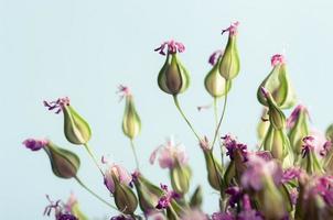 närbild bild av torra blommor. minimalistisk blomma bakgrund. foto