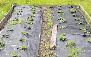 snygga långa bäddar av jordgubbar täckta med svart agrofiber. en grön jordgubbsplanta i ett mörksvart spunbond hål i marken. tillämpning av modern teknik för odling av jordgubbar. foto