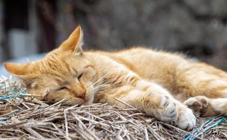 närbild av en röd huskatt vilar fridfullt i höet en varm sommardag. en rolig orange randig katt solar sig i solen. ett sött husdjur solar sig under vårsolen på torrt gräs. kopieringsutrymme. foto