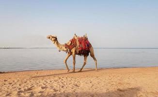 en kamel går längs Röda havets strand i Egypten. kamel på stranden. fantastisk utsikt. foto