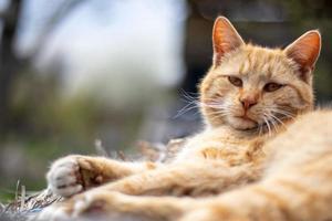 närbild av en röd huskatt vilar fridfullt i höet en varm sommardag. en rolig orange randig katt solar sig i solen. ett sött husdjur solar sig under vårsolen på torrt gräs. kopieringsutrymme. foto