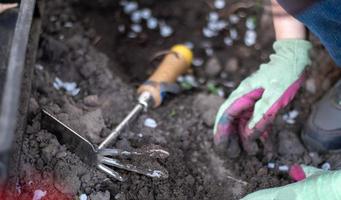 trädgårdsmästaren krattar jorden för plantering. att arbeta i trädgården. kvinnors händer i handskar håller ett trädgårdsredskap och lossar marken, tar hand om och odlar trädgårdsväxter. plantera en växt i trädgården. foto