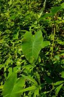 xanthosoma är ett släkte av blommande växter i familjen arum, araceae foto