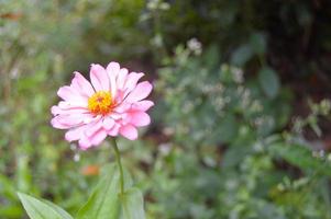 blommor som blommar med vackra färger i trädgården foto