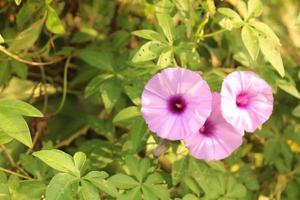 närbild av en rosa månblomma under solljuset foto