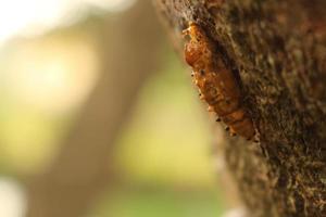 närbild av en brun insekt som kryper på en trädyta foto