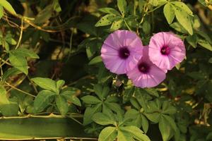 närbild av en rosa månblomma under solljuset foto