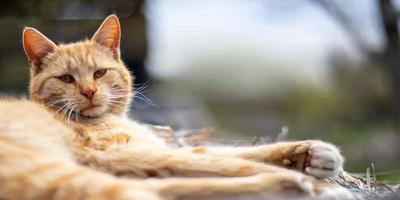 närbild av en röd huskatt vilar fridfullt i höet en varm sommardag. rolig orange tabby katt solar sig i solen. söta husdjur under vårsolen på torrt gräs. banner med kopia utrymme. foto