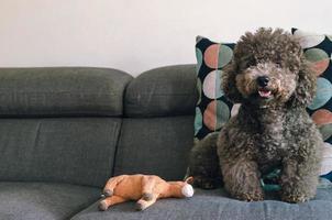 en bedårande svart pudelhund som sitter på soffan med leksaken foto