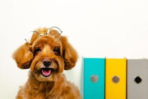en bedårande leende brun leksakspudelhund med glasögon på huvudet med arbetsfil i bakgrundsfotokoncept av ägaren som kan få hunden att arbeta tillsammans. foto