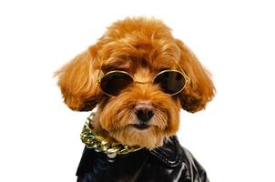 en bedårande leende brun leksakspudelhund bär solglasögon, gyllene halsband och dressing med skinnjacka för resekoncept. foto