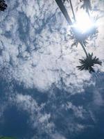 vacker dagsljus himmel med betelträd. sommarblå himmel med vita moln och betelträd. vacker blå himmel med vita moln fotografi. foto