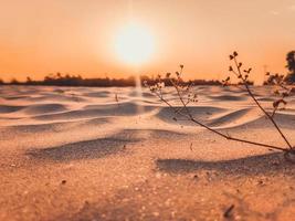 solnedgång i öknen, solnedgång öken närbild kort med marken, sanddyner sol på toppen av skogen, kvällssolnedgång sanddyner foto