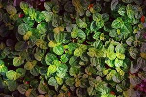 gröna blad mönster, blad mynta bakgrund, ovanifrån foto