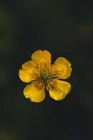 makro skott gul blomma bakgrund foto