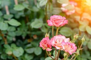 rosa rosblommor på rosenbusken i trädgården på sommaren foto