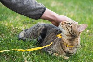 gå en huskatt med ägaren på en gul sele. tabby katten smeker en persons hand av utomhus, gömmer sig i det gröna gräset, försiktigt och nyfiket. lära ditt husdjur att gå foto