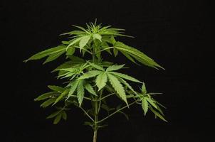 cannabisväxt på svart foto