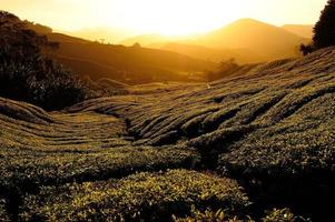 teplantagefält vid soluppgången