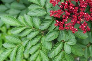 små röda blommor på buske av leea rubra eller röd leea planta. leea rubra eller leea indica burm foto