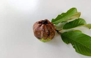 rutten guava, infekterad rutten guava, oförmögen att äta foto