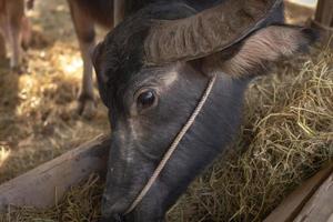 närbild av en svart buffels ansikte bundet med ett hö-tråg. foto