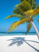 strand natur koncept. palmstrand på en tropisk idyllisk paradisö. exotiska landskap för drömmande och inspirera sommarlandskap användning för bakgrund eller tapeter. semestermål vid havet, fantastisk utsikt foto