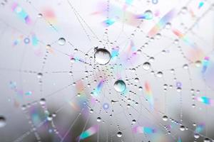 droppar på spindelnätet i regnperioden, abstrakt bakgrund foto