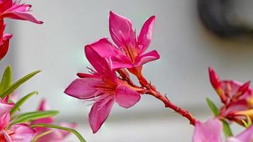trädgården med blommande oleander. närbild mjuk rosa söt oleander blomma eller rose bay foto