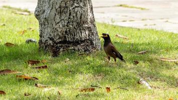 vanlig mynafågel som vilar i trädgården foto