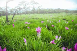 vackra curcuma sessilis rosa blommor blommar i regnskogen, vid pa hin ngam nationalpark chaiyaphum-provinsen, thailand foto