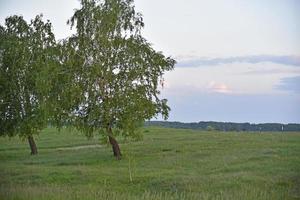 grönt fält och skog på kvällen med moln foto