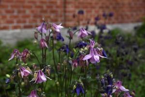 multicolored flowers aquilegia är ett släkte av örtartade fleråriga växter från smörblomfamiljen ranunculaceae foto