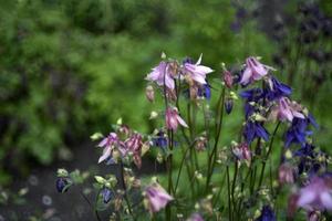 multicolored flowers aquilegia är ett släkte av örtartade fleråriga växter från smörblomfamiljen ranunculaceae foto