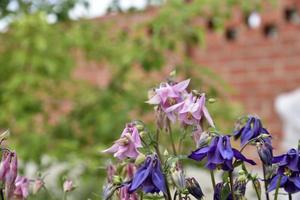 multicolored flowers aquilegia är ett släkte av örtartade fleråriga växter från smörblomfamiljen ranunculaceae foto