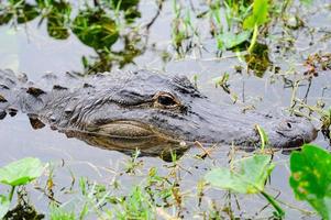 alligator närbild i vilda foto